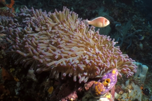 Amphiprion perideraion, Heteractis magnifica, Polycarpa aurata