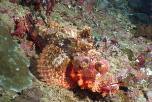 Scorpaenopsis oxycephala ou Scorpaenopsis venosa