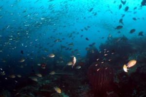 Chromis scotochiloptera