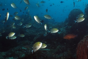 Chromis scotochiloptera