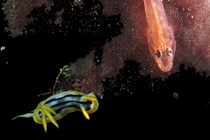 Chromodoris quadricolor, Pleurosicya elongata