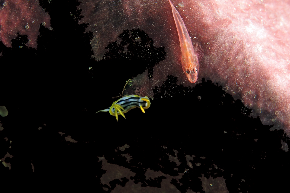 Chromodoris quadricolor, Pleurosicya elongata