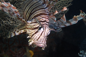 Pterois volitans