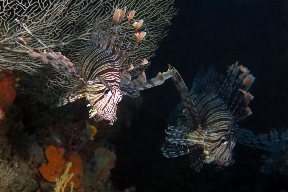 Pterois volitans