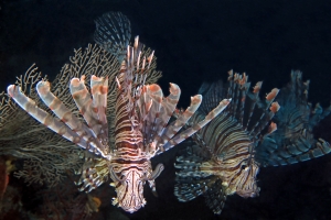 Pterois volitans