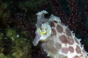 Sepia latimanus