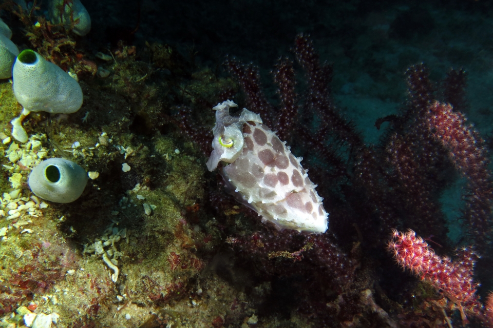 Sepia latimanus