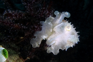 Sepia latimanus