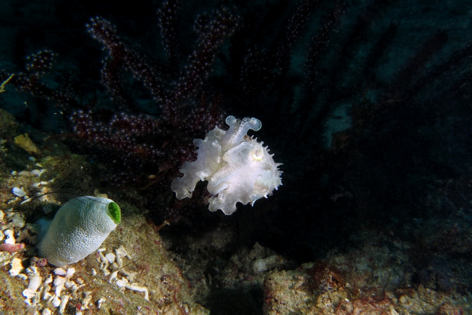 Sepia latimanus