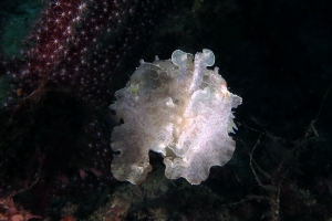 Sepia latimanus