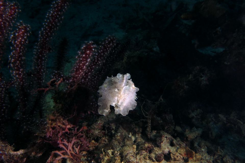 Sepia latimanus