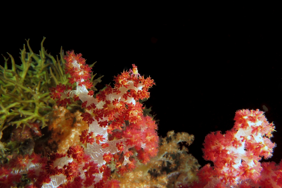 Hoplophrys oatesii, Dendronephthya sp.