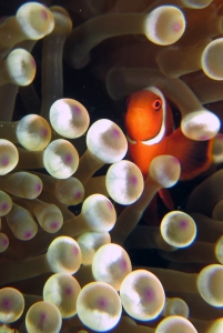 Entacmaea quadricolor, Premnas biaculeatus