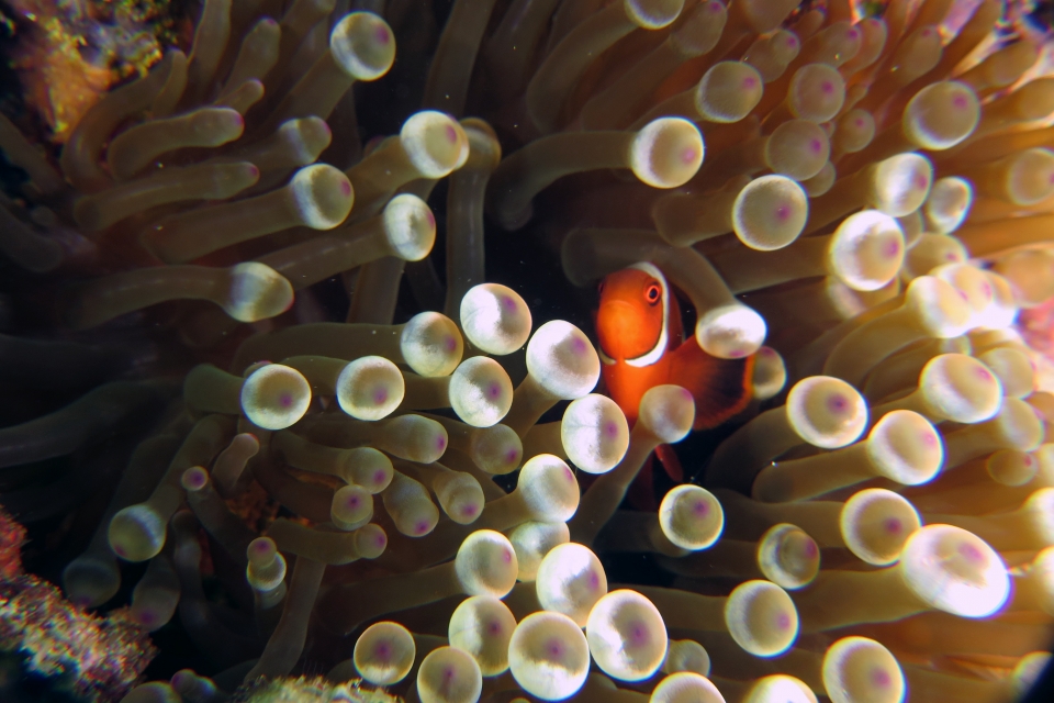 Entacmaea quadricolor, Premnas biaculeatus