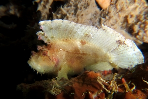 Taenianotus triacanthus