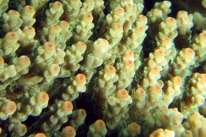 Acropora