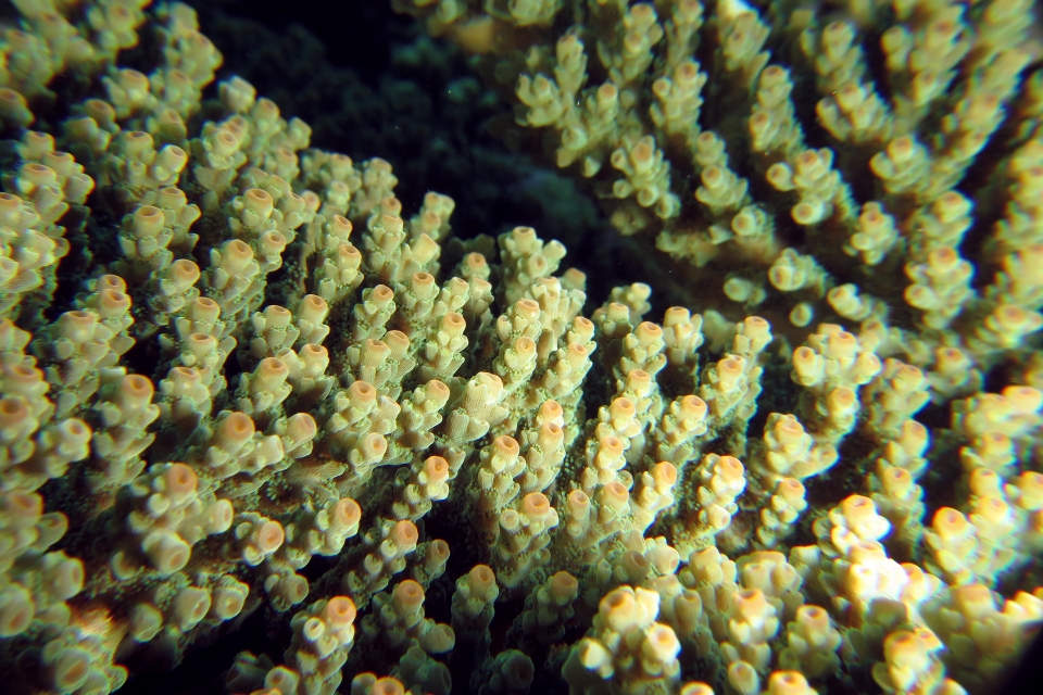 Acropora