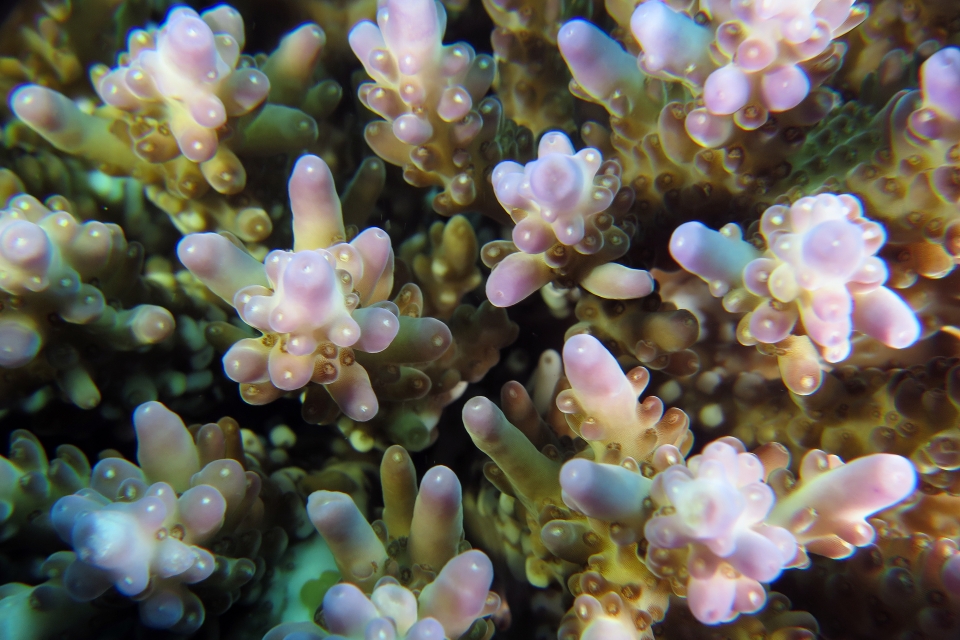 Acropora