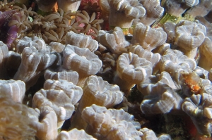 Caulastrea curvata