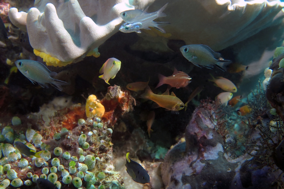 Pseudanthias huchtii, Chromis scotochiloptera, Ostorhinchus muuccensis, Neopomacentrus cyanomos