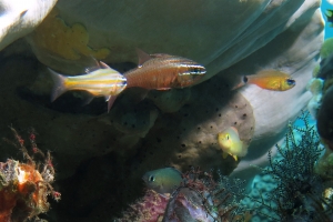 Ostorhinchus cyanosoma, Ostorhinchus moluccensis, Ostorhinchus fleurieu, Escenius midas