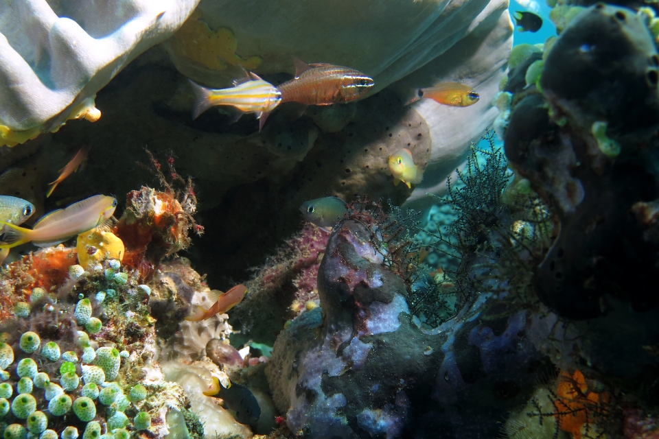 Ostorhinchus cyanosoma, Ostorhinchus moluccensis, Ostorhinchus fleurieu, Escenius midas