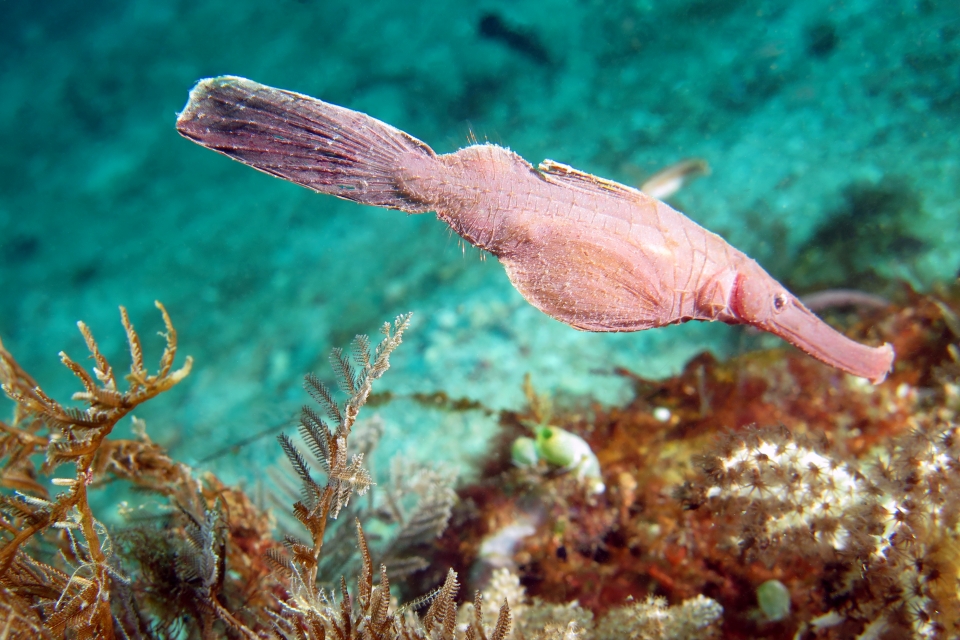 Solenostomus cyanopterus