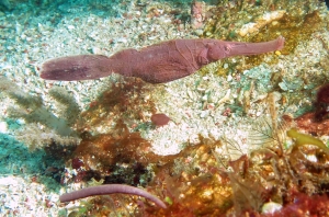 Solenostomus cyanopterus (17cm, Poisson-fantôme robuste)