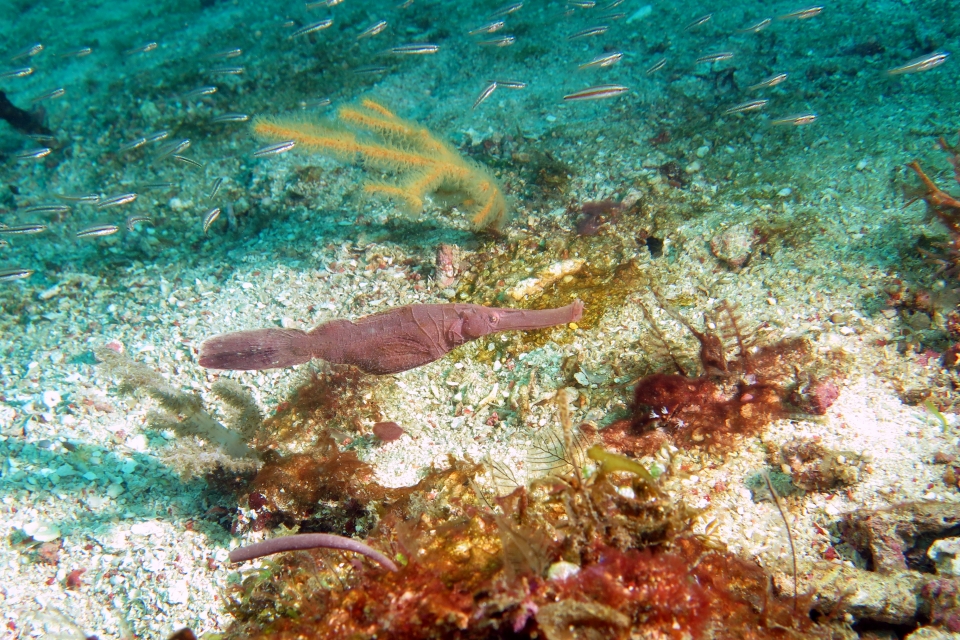 Solenostomus cyanopterus (17cm, Poisson-fantôme robuste)