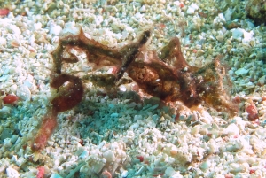 Acentronura Tentaculata