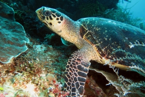 Eretmochelys imbricata