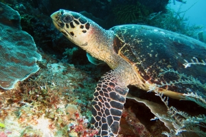 8 IMG_7438+ 15h25 Eretmochelys imbricata (70-90cm, Tortue imbriquée)