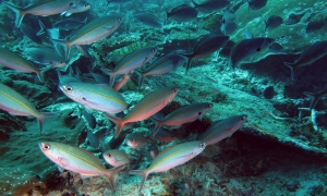 Pterocaesio tessellata