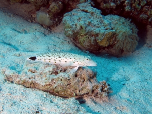 Parapercis hexophthalma