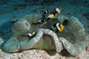 Amphiprion polymnus, Stichodactyla haddoni