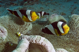 Amphiprion polymnus, Stichodactyla haddoni