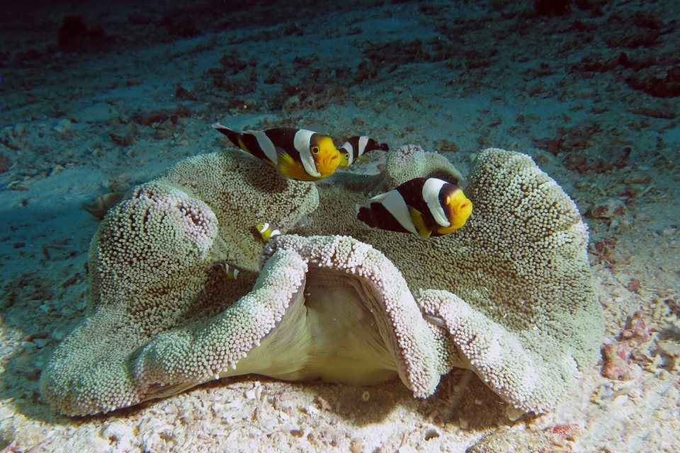 Amphiprion polymnus, Stichodactyla haddoni