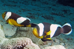 Amphiprion polymnus, Stichodactyla haddoni