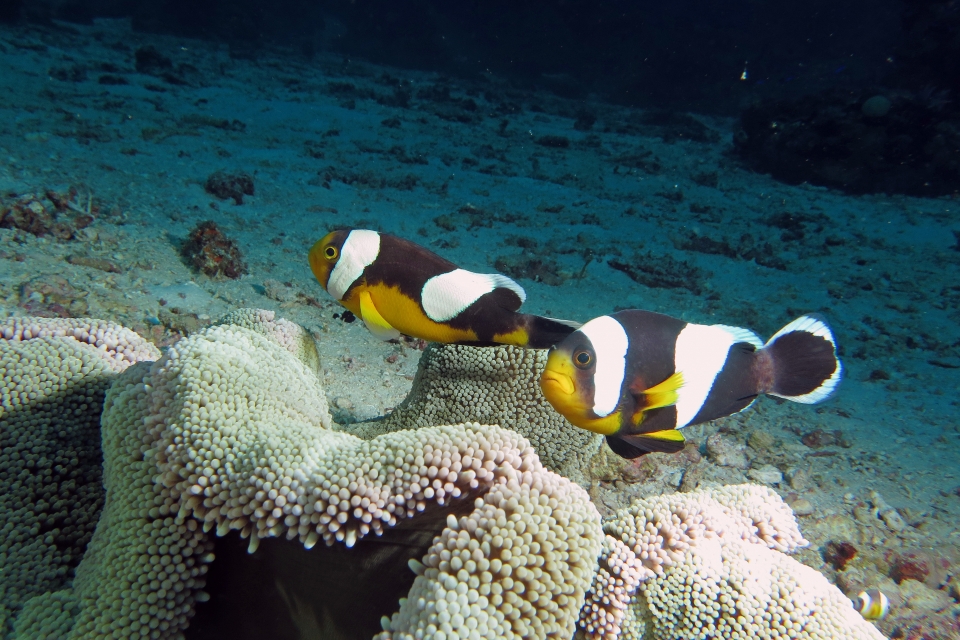 Amphiprion polymnus, Stichodactyla haddoni