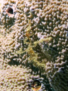 Crabe araignée évoluant sur un corail dur