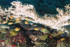 Pseudanthias huchtii, Cirrhilabrus cyanopleura, Pomacentrus brachialis