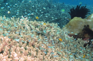 Chromis viridis, Pomacentrus moluccensis, Dascyllus reticulatus, Amblyglyphidodon curacao, Chromis ternatensis