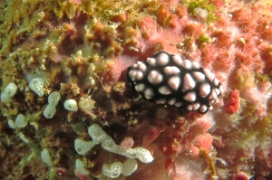 Phyllidiella pustulosa