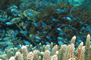 Chromis viridis