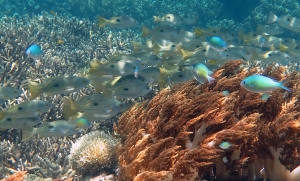 Lutjanus ehrenbergii, Chromis viridis