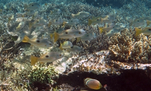 Lutjanus ehrenbergii, Chaetodon lunulatus