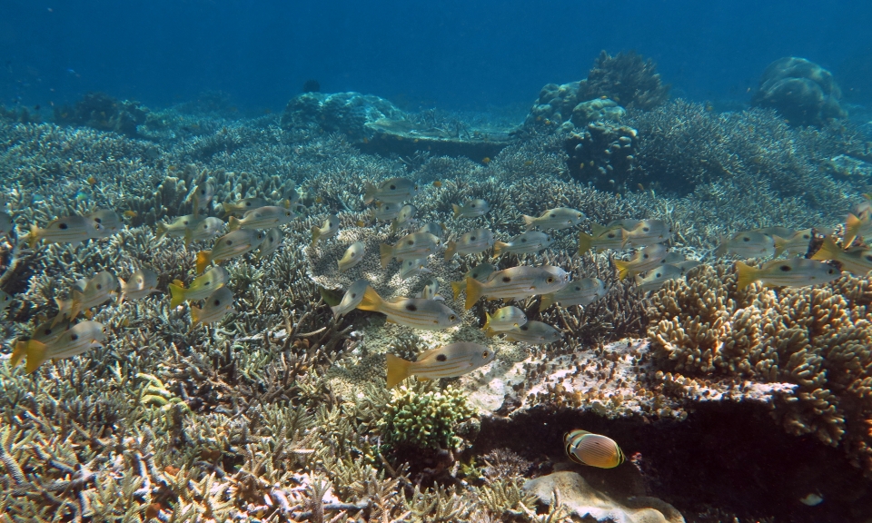 Lutjanus ehrenbergii, Chaetodon lunulatus