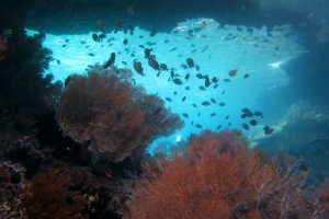 Chromis scotochiloptera