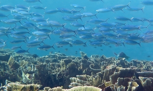 Pterocaesio tessellata, Millepora platyphylla