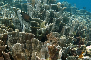 Millepora platyphylla, Ctenochaetus striatus